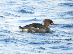 Mergus serrator