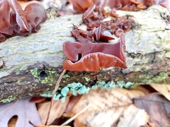 Phaeotremella foliacea