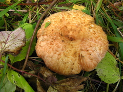 Lactarius