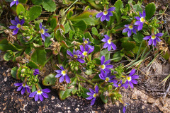 Scaevola aemula