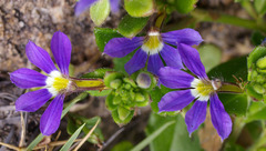 Scaevola aemula