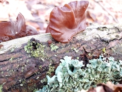 Phaeotremella foliacea