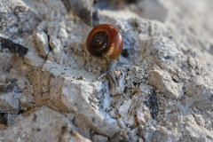 Glyptostoma gabrielense