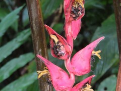 Heliconia pogonantha