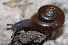 Glyptostoma gabrielense