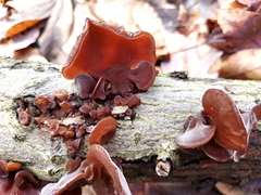 Phaeotremella foliacea