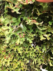 Pseudocyphellaria homoeophylla