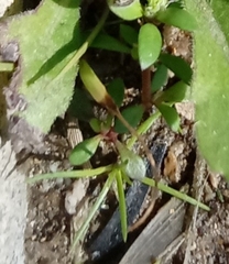 Angiospermae