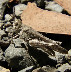 Austroicetes