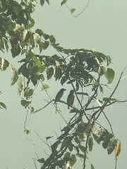 Psilopogon haemacephalus indicus