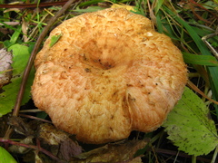 Lactarius