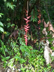 Heliconia pogonantha