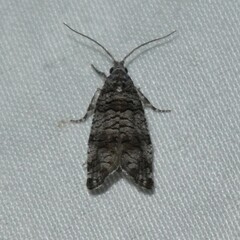 Retinia gemistrigulana