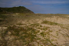 Scaevola calendulacea