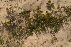 Scaevola calendulacea