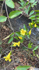 Gelsemium sempervirens