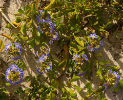 Scaevola calendulacea