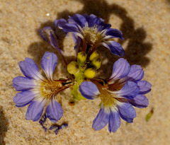 Scaevola calendulacea