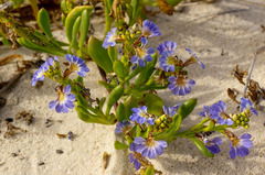 Scaevola calendulacea