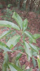 Sloanea sinensis