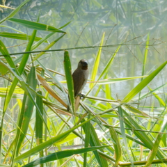 Lonchura punctulata topela