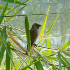 Lonchura punctulata topela