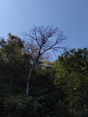 Cedrela salvadorensis