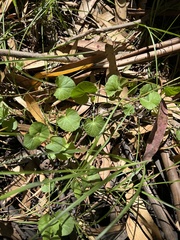 Centella cordifolia