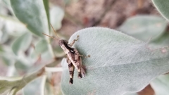 Melanoplus tequestae