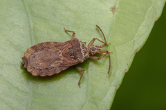 Odontonotus