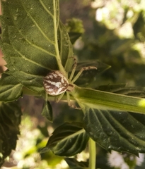 Misumenops
