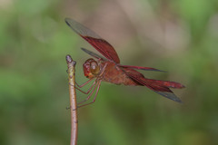 Camacinia gigantea