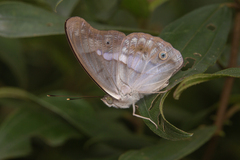 Eulaceura osteria
