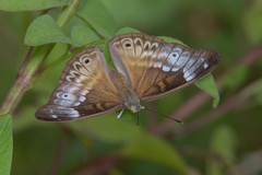 Eulaceura osteria