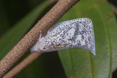 Lawana conspersa