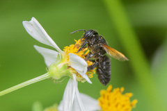 Megachile atrata