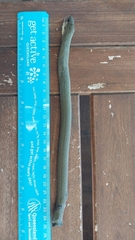Pygopus lepidopodus