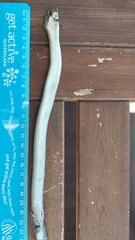 Pygopus lepidopodus