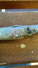 Pygopus lepidopodus