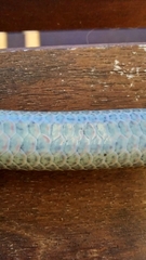 Pygopus lepidopodus