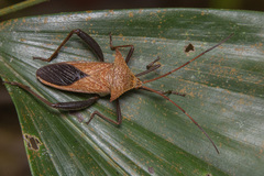 Aspilosterna albovittata