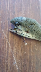 Pygopus lepidopodus
