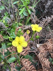 Ornduffia reniformis