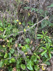 Ornduffia reniformis