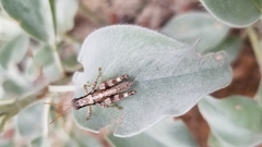 Melanoplus tequestae