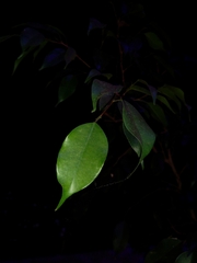 Ficus benjamina