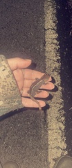Ambystoma talpoideum