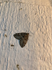 Hydriomena nubilofasciata