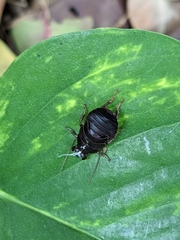 Diploptera punctata