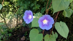 Ipomoea parasitica